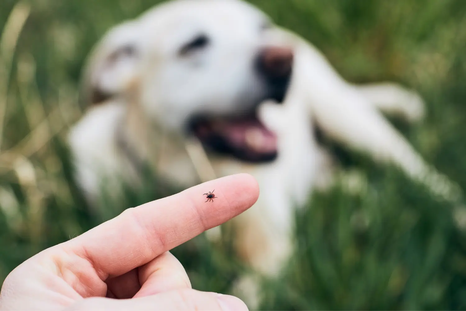 Zoonosis in a Changing World primary image