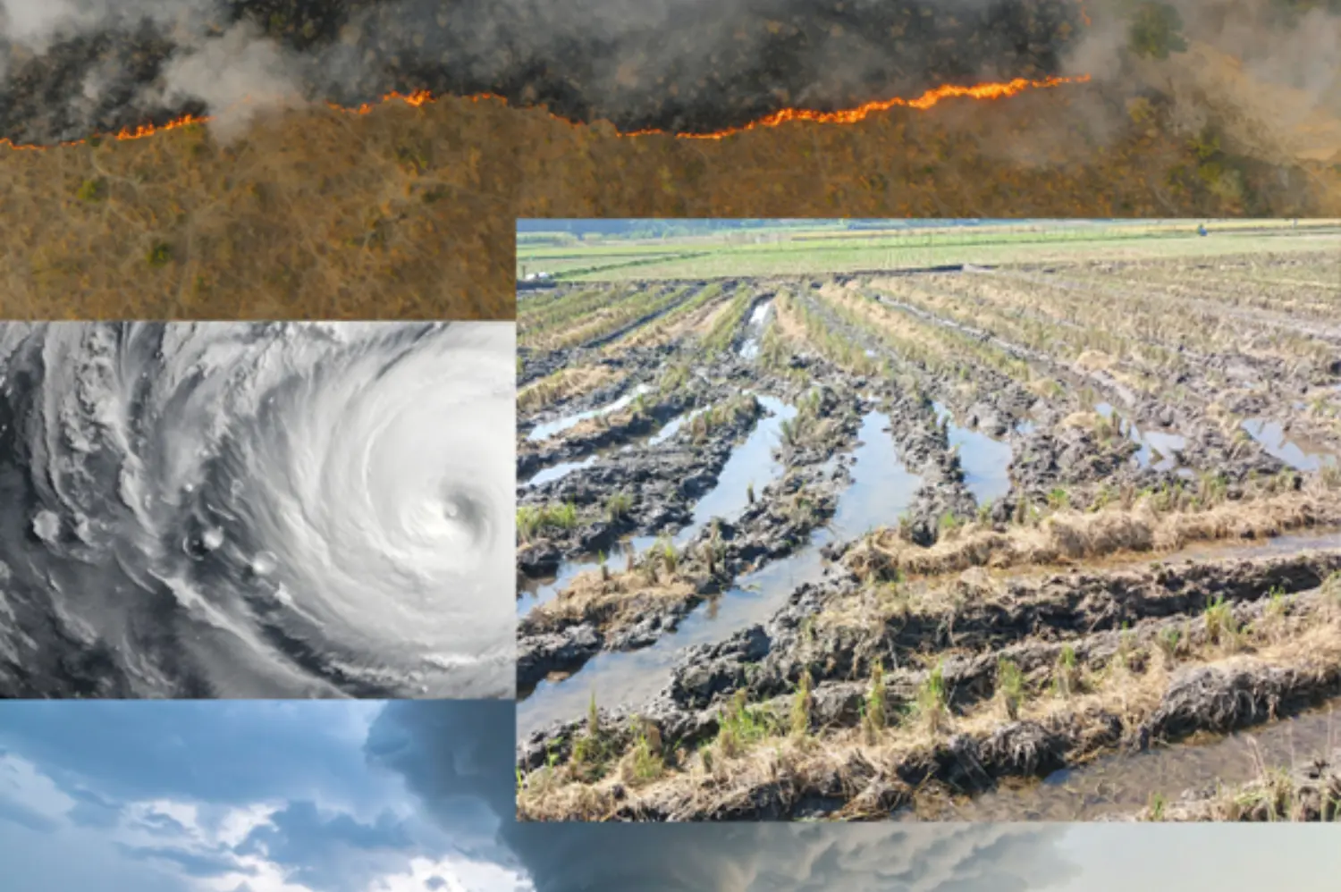 Disaster Response Trainings primary image