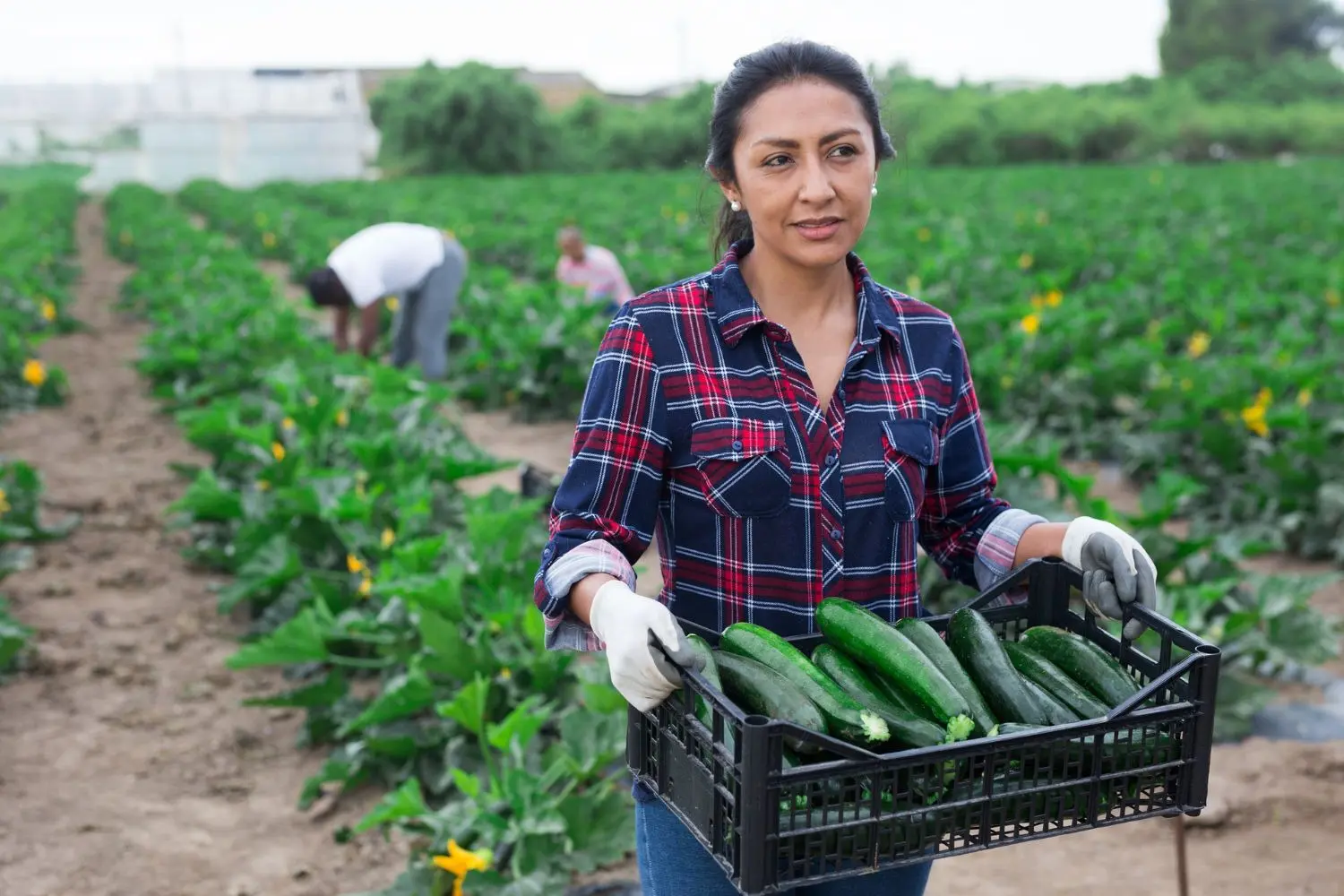 woman in front of vegetable field holding zucchini in a tray
