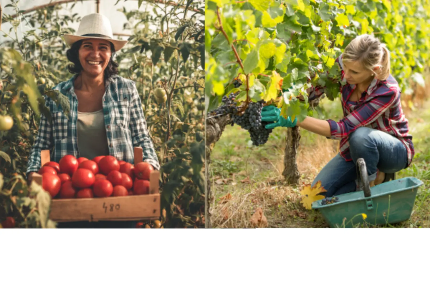 Appropriate PPE for Women in Agriculture primary image
