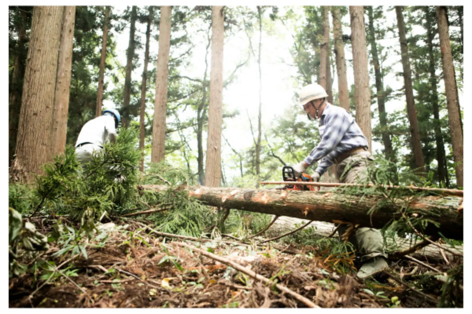 Stress Control Strategies for the Forestry and Timber Workforce primary image