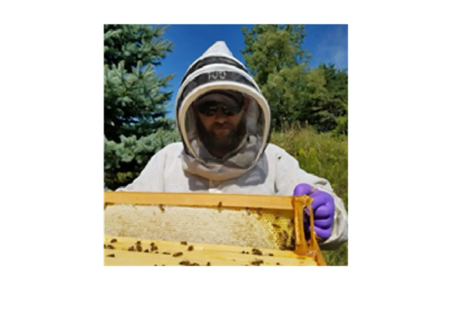 The Healing Capacity of Honey Bees: Veterans Using Beekeeping as a Modality to Achieve Positive Mental Health Outcomes primary image