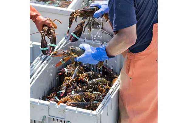Comprehensive Seafood Hazards: Vibrio Risks and Integrated Health Protection in Coastal Communities primary image