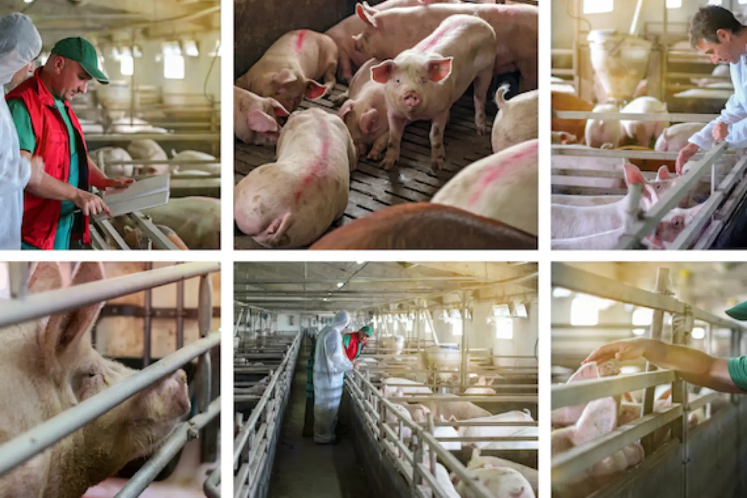 Overcoming Barriers and Understanding the Psychological Impact of Livestock Euthanasia: A Study on Spanish-Speaking Swine Caretakers’ Pig Euthanasia Practices on U.S. Farms primary image
