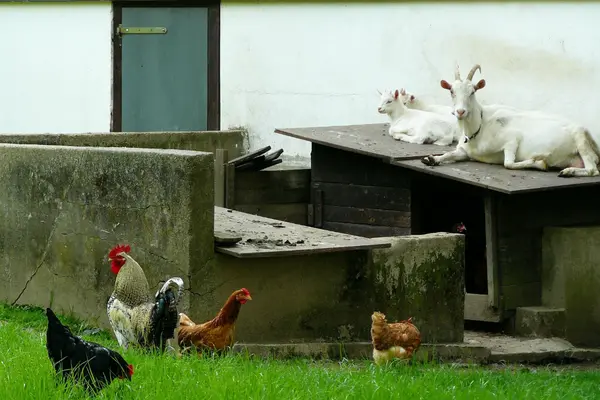 Preventing Zoonosis primary image