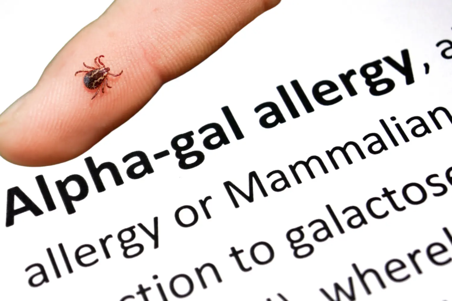 Tick Bites, Meat Allergy, and Caring for Livestock: What Farmers and Ranchers Need to Know primary image