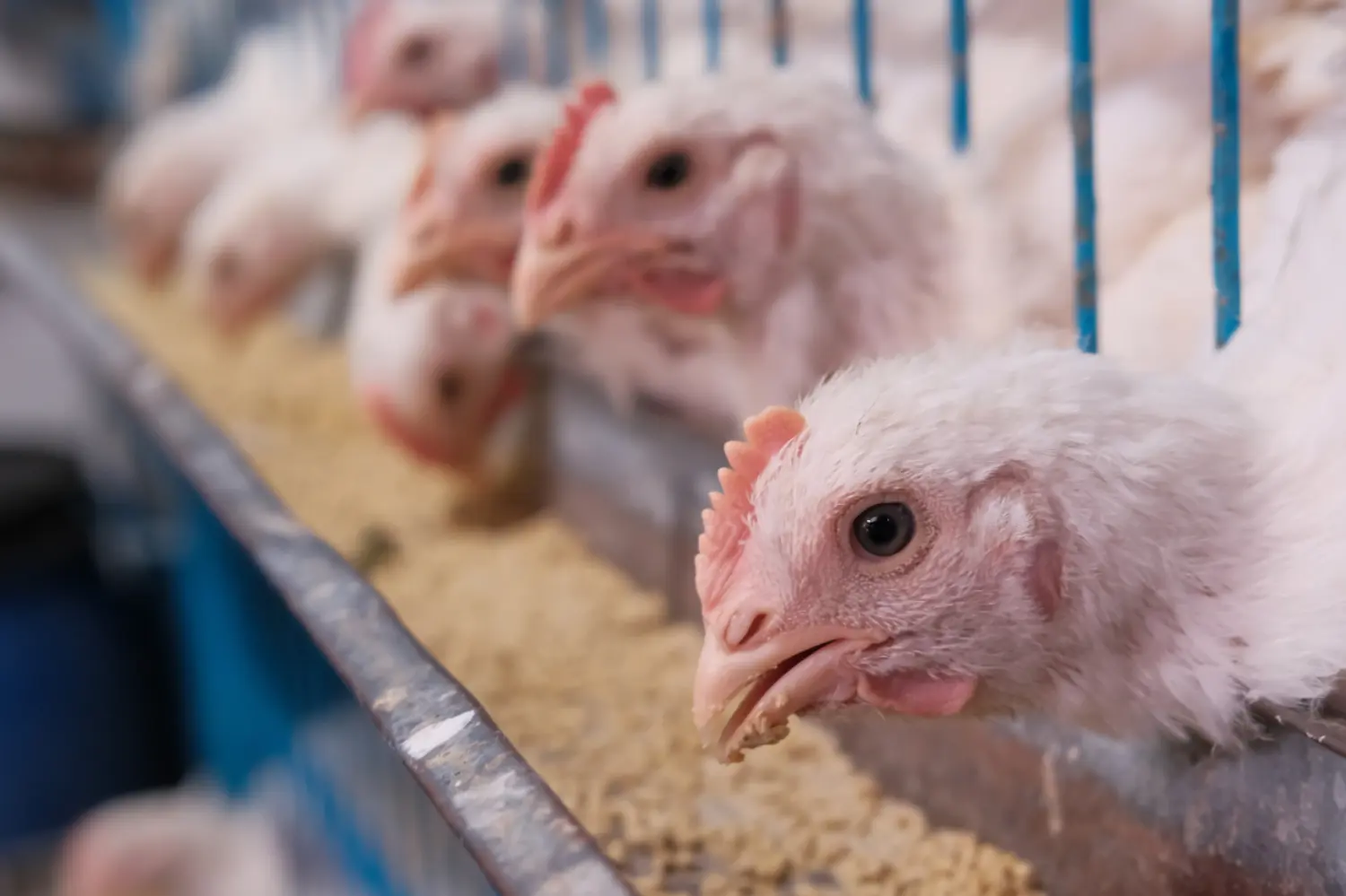 Protecting Poultry Workers from Avian Influenza: Roundtable Discussion primary image