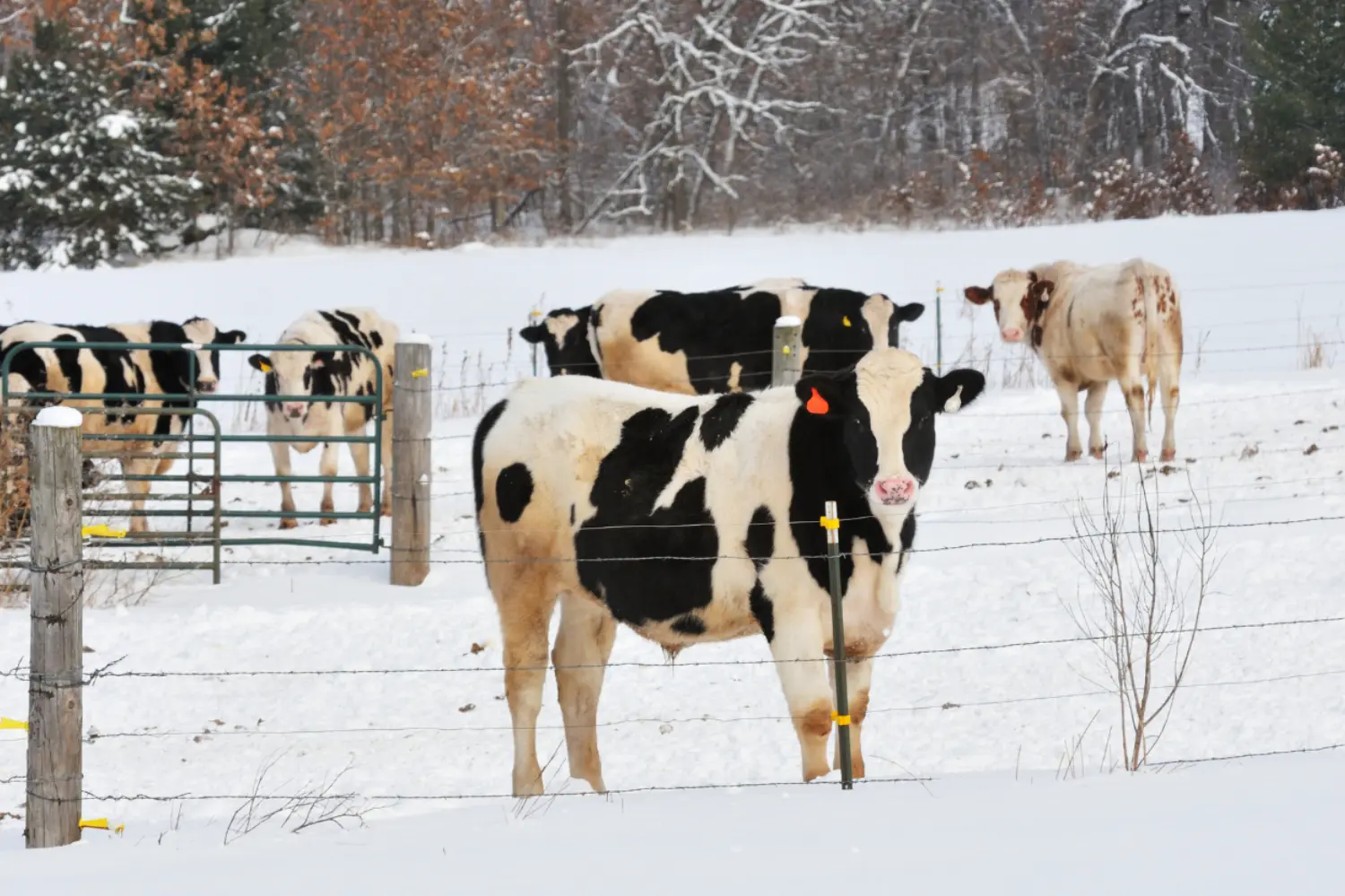 Protecting Dairy Workers from Avian Influenza: Roundtable Discussion primary image
