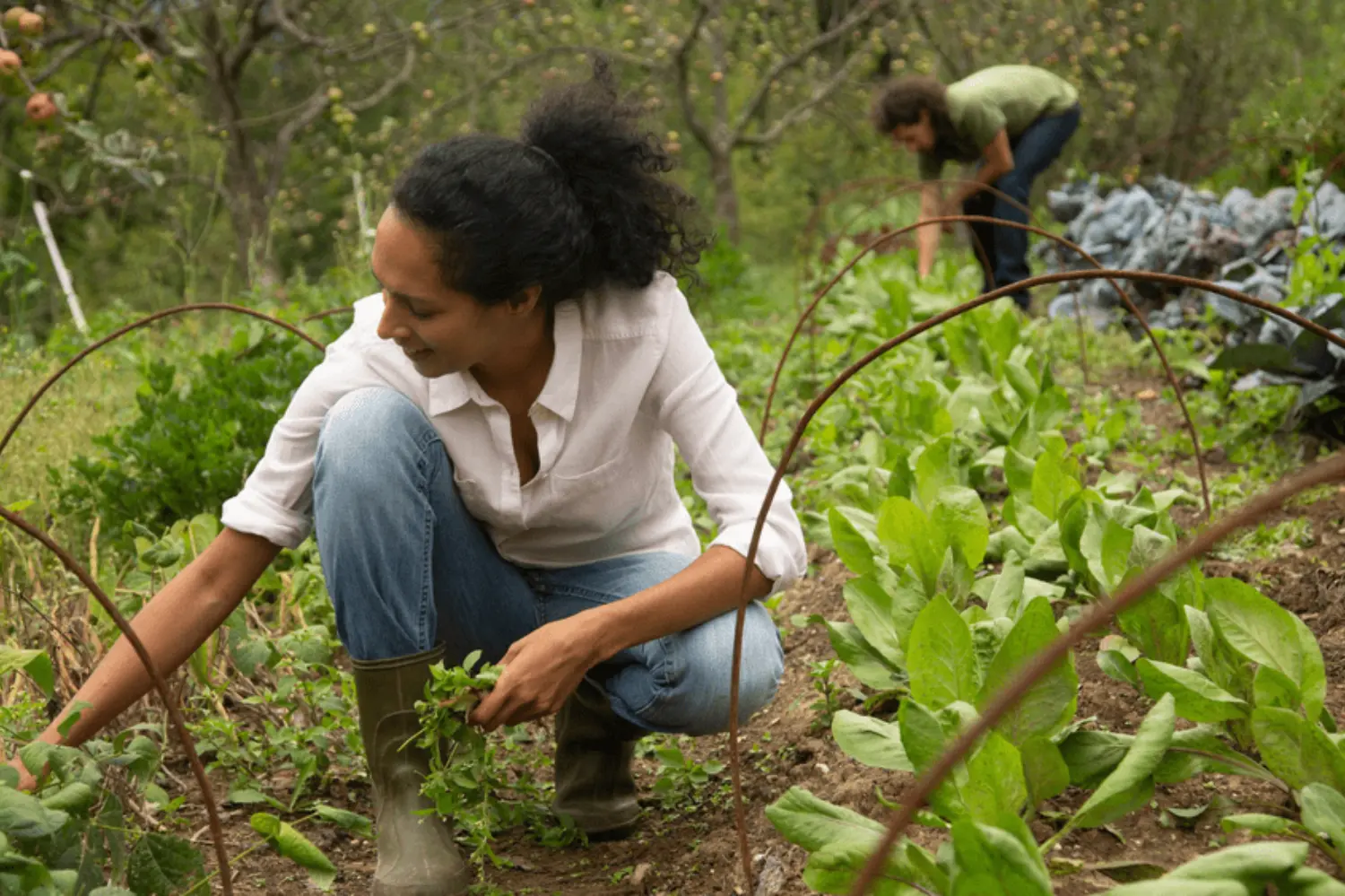 woman crouching in rows of plants