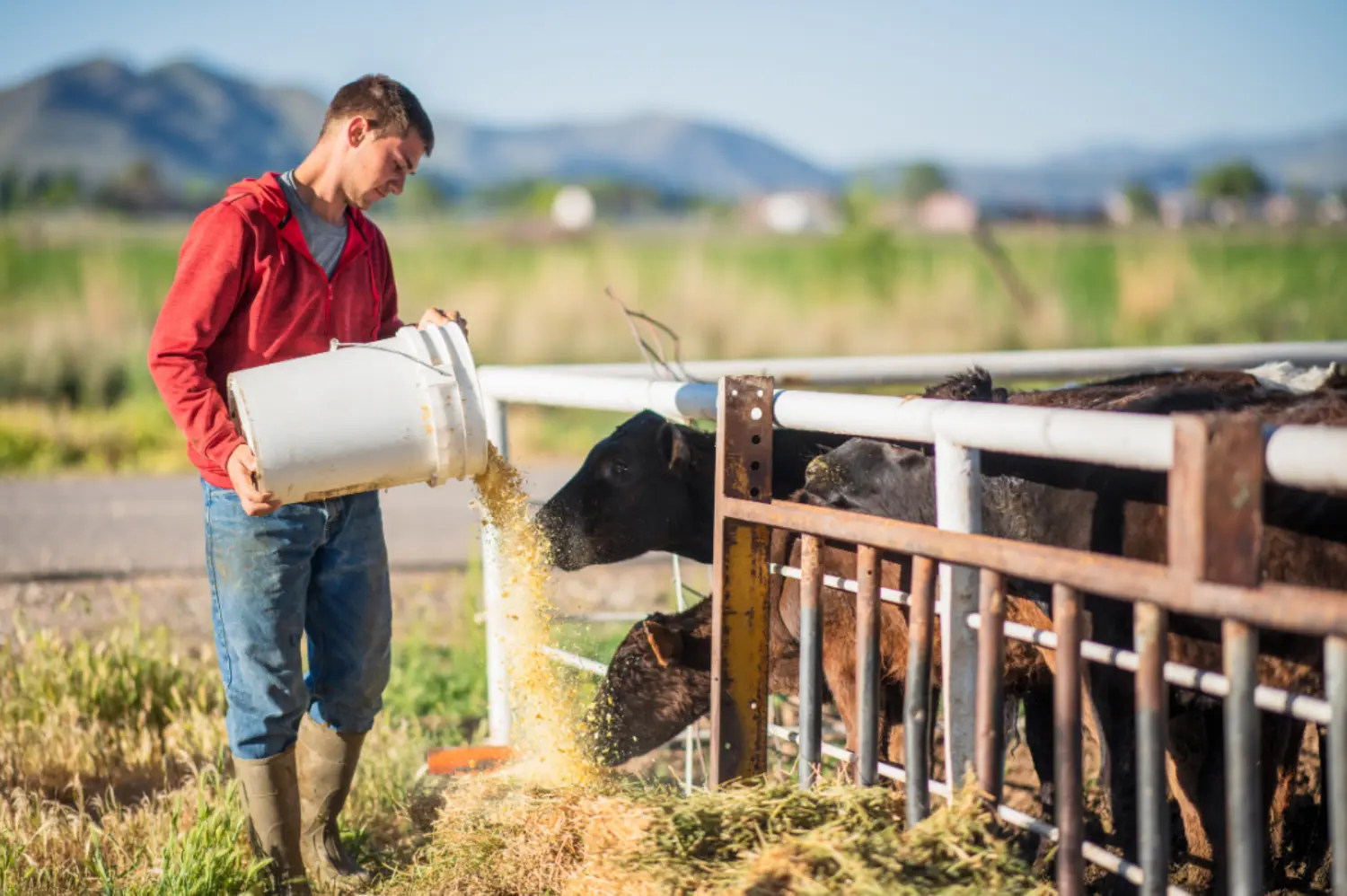 Man emptying a bucket ofeed for cows behind a fence