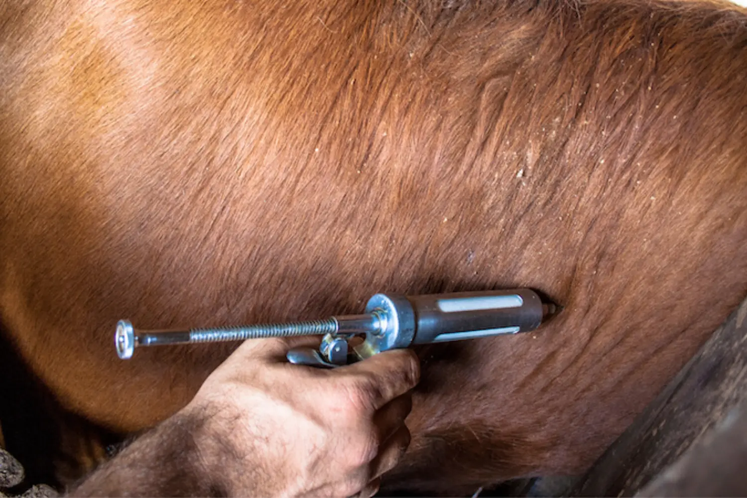 Avoiding “Sticking” Situations in Agriculture: A Discussion on Sharps Safety - Master